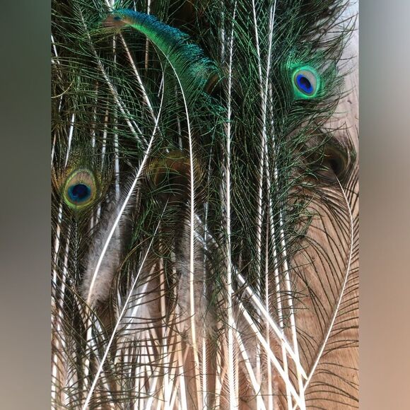 AUTHENTIC Peacock Feathers - Picture 7 of 14